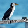 Kormoran cernobily - Microcarbo melanoleucos - Little Pied Cormorant o3674